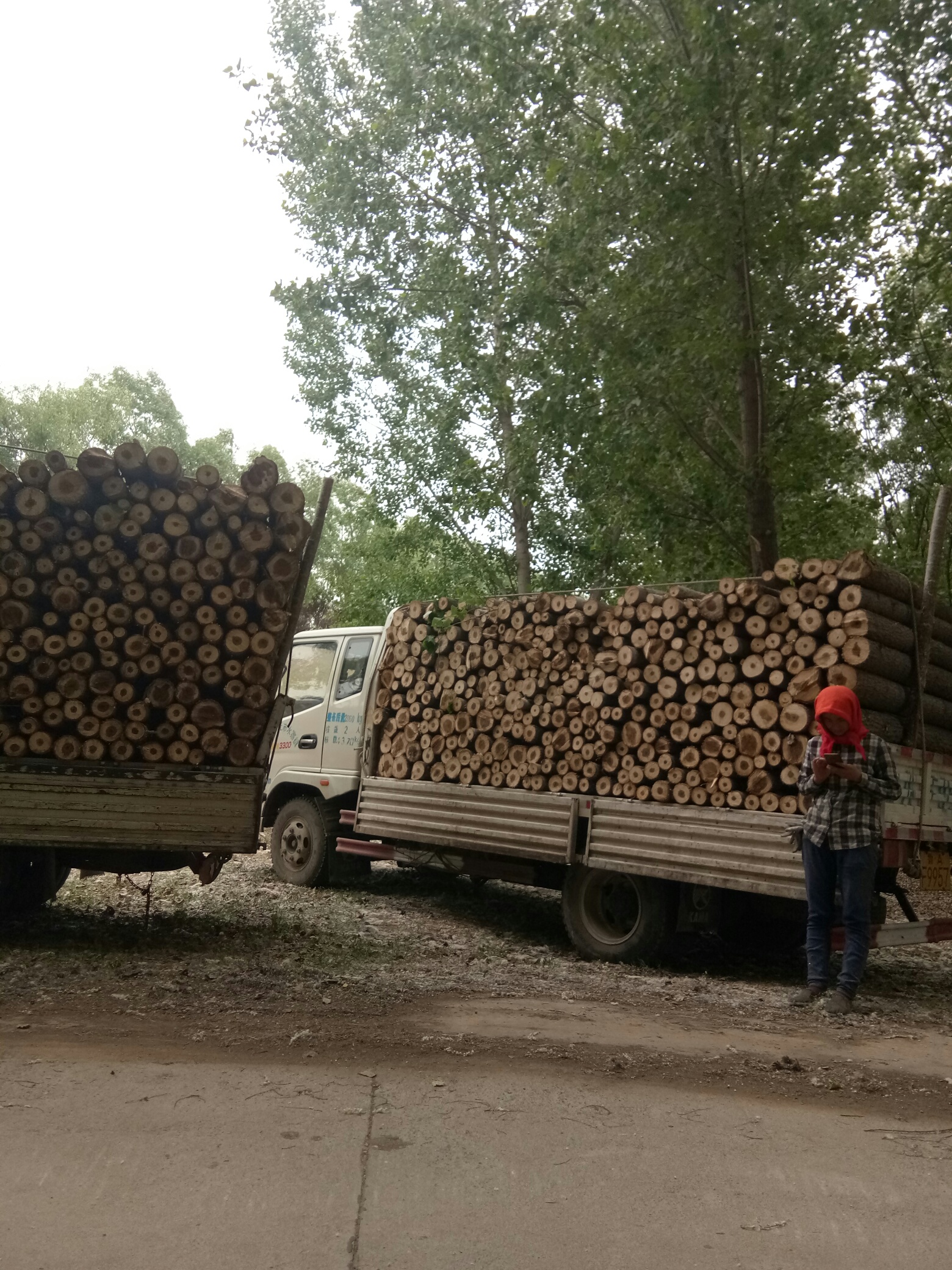 收树,杀树,收干木头.