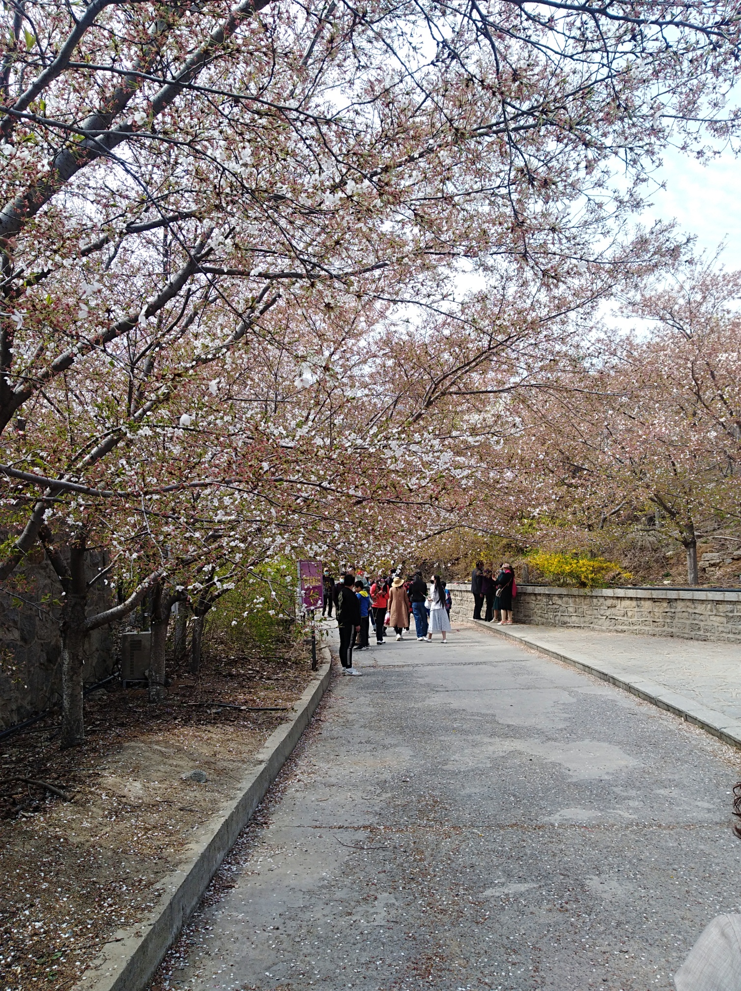 邹平樱花山一日游.