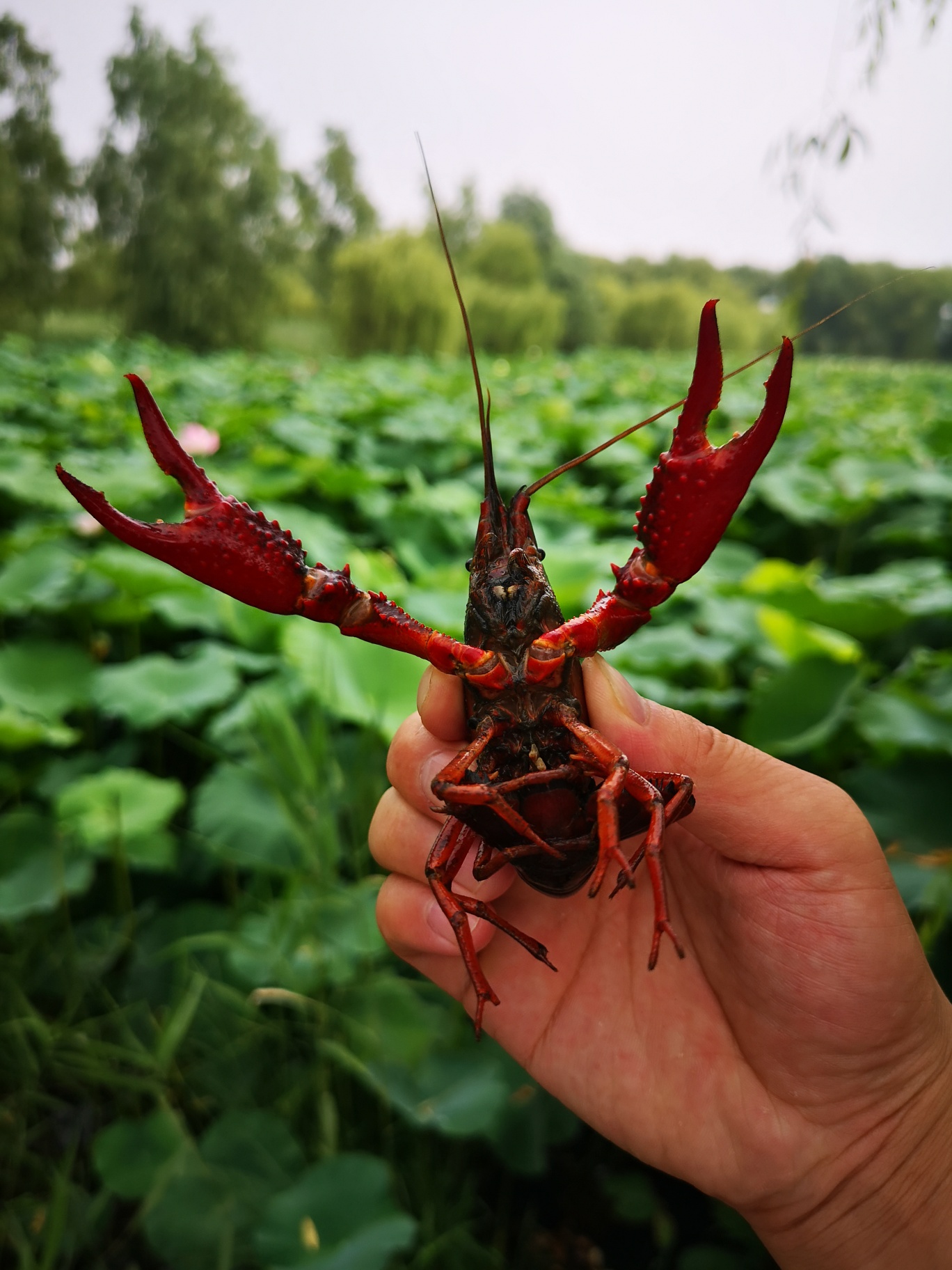 秀个绝活,徒手抓小龙虾